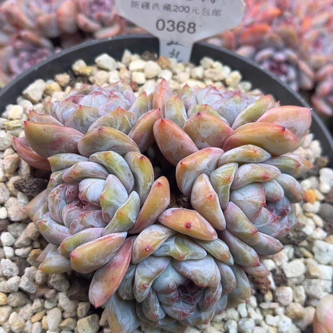 绿底紫心368/10cm5头