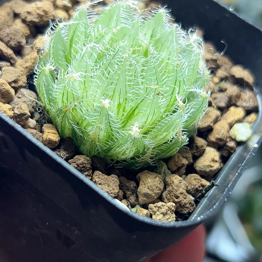 钢丝球锦十二卷多肉植物园