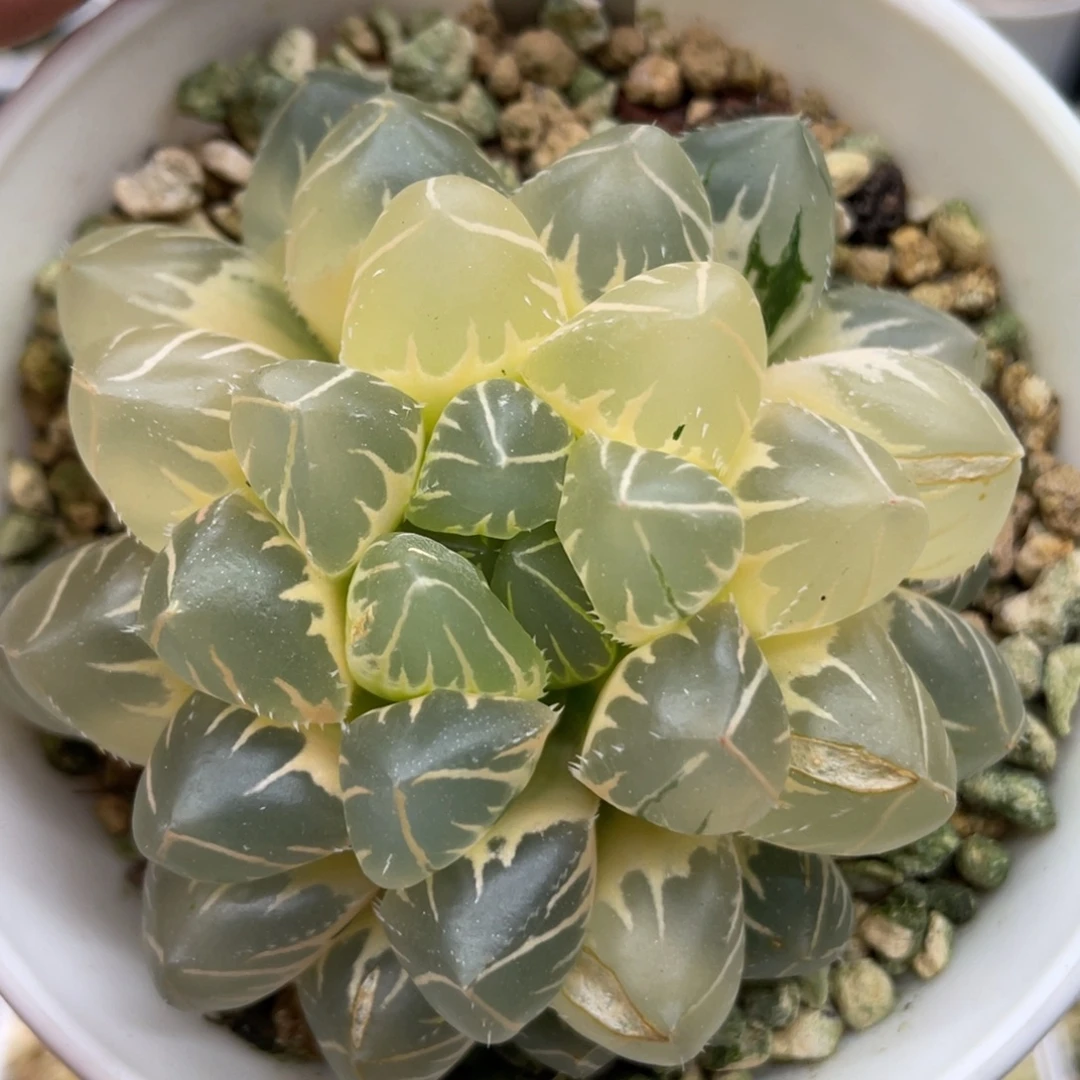 小蔡的菜园29oh糊斑