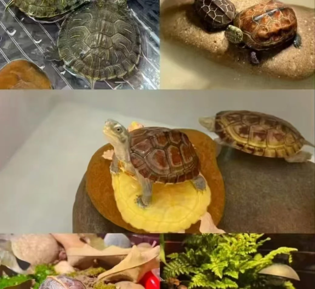 宠物面包虫小干虾小爬虫