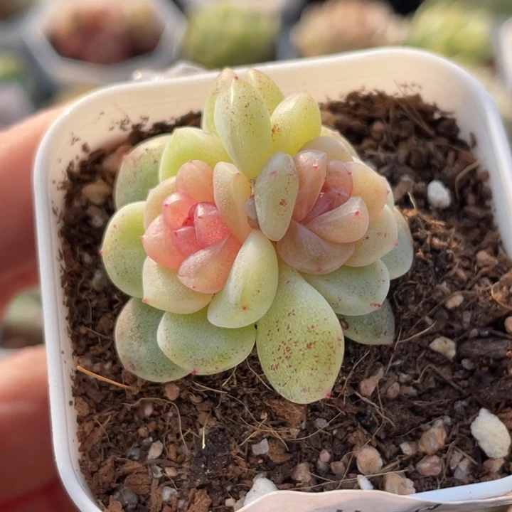 509号糖心冰心珍妮