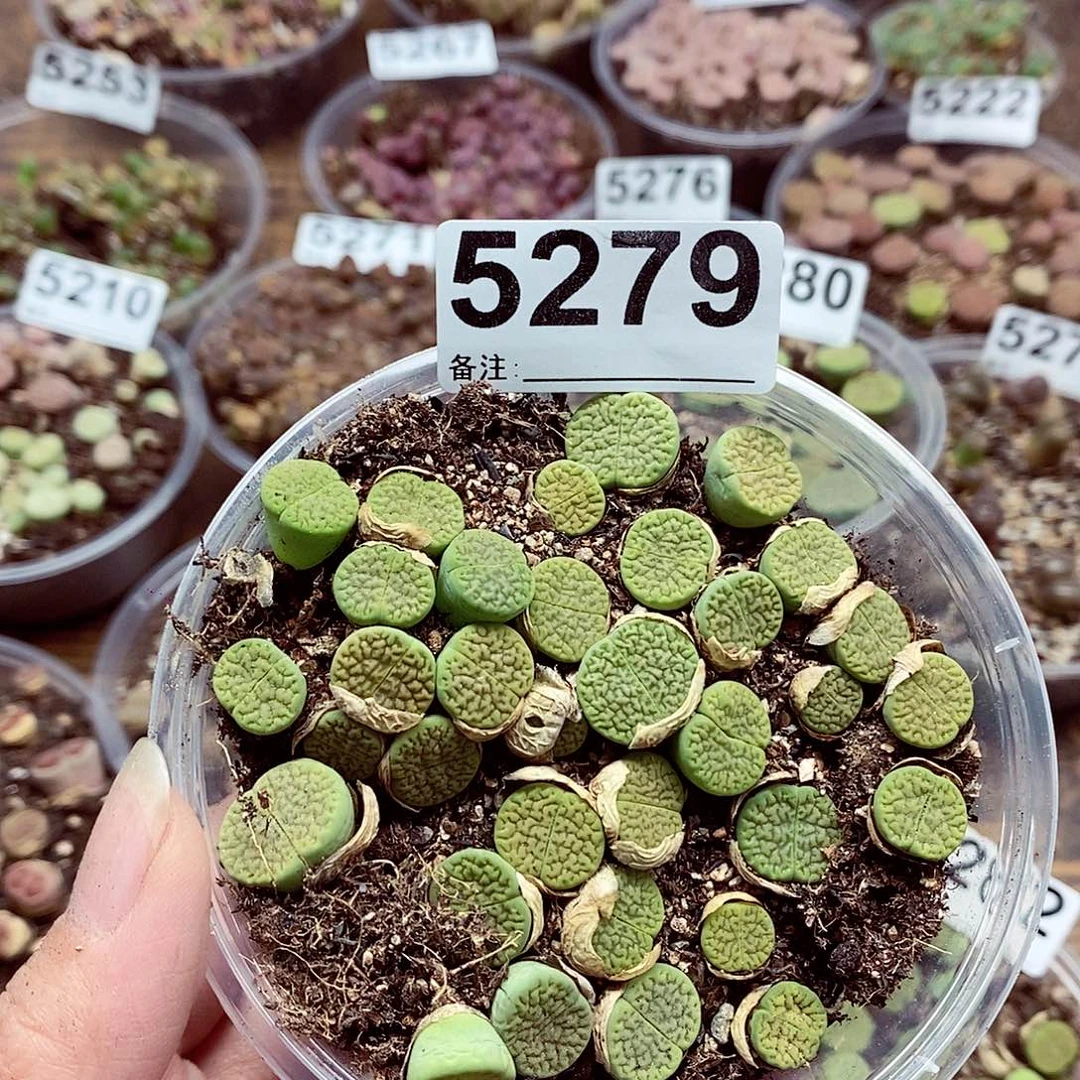 5279绿富贵啊咯哦哦咯