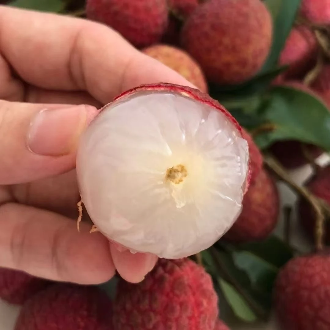 【冷链发货】广西禾荔荔枝新鲜水果精选多仓发货现摘现发