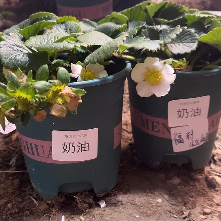 以实际为准加仑盆原盆原土