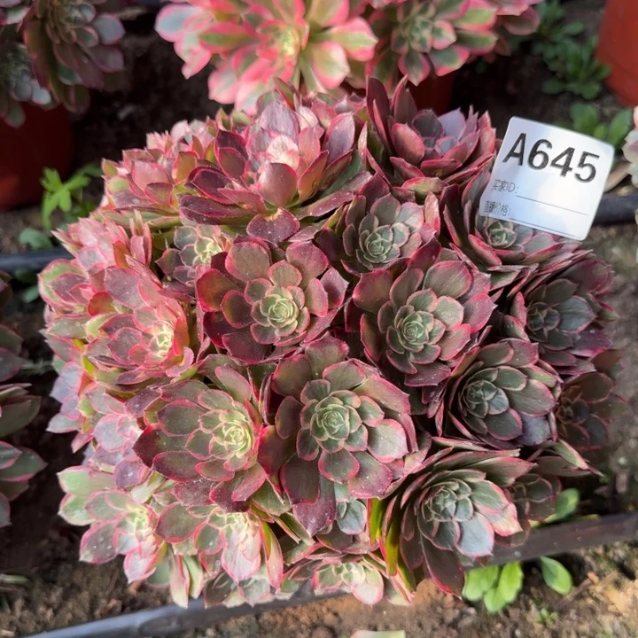 粉花妖645多肉法师