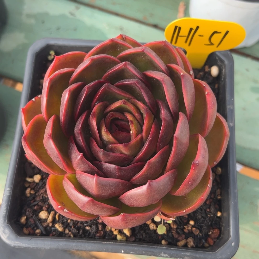 11-11-51红灯多肉植物