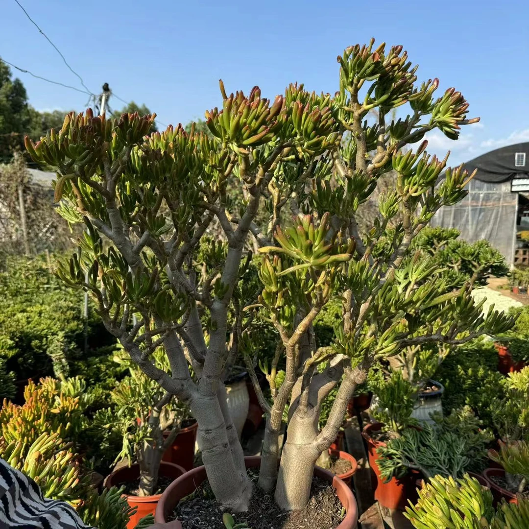 精品吸财树 好种好样南方北方室内室外12年老桩【带盆带土】