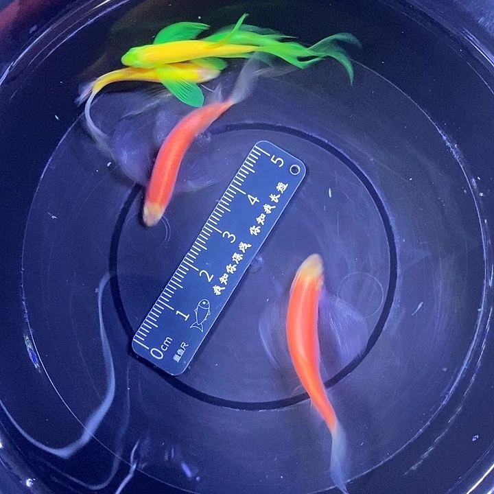 斑马鱼蝶翼斑马3.5厘米以上5条