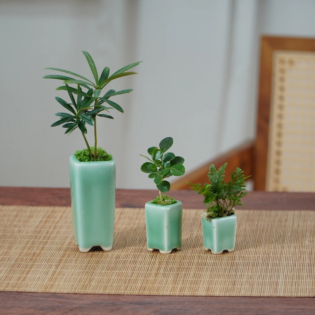 龙泉青瓷三件套桌面绿植盆栽组合