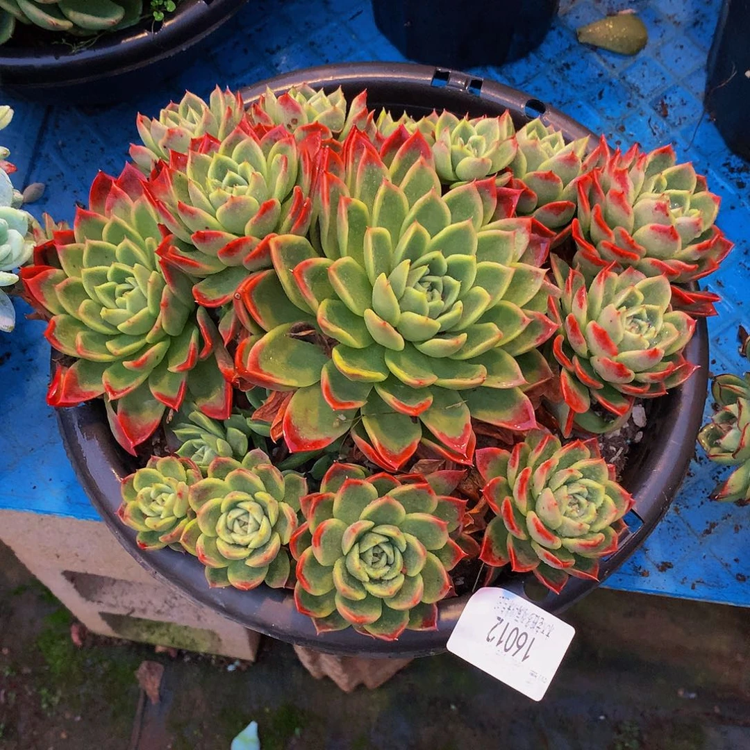 芳***芳   红女巫多肉16012