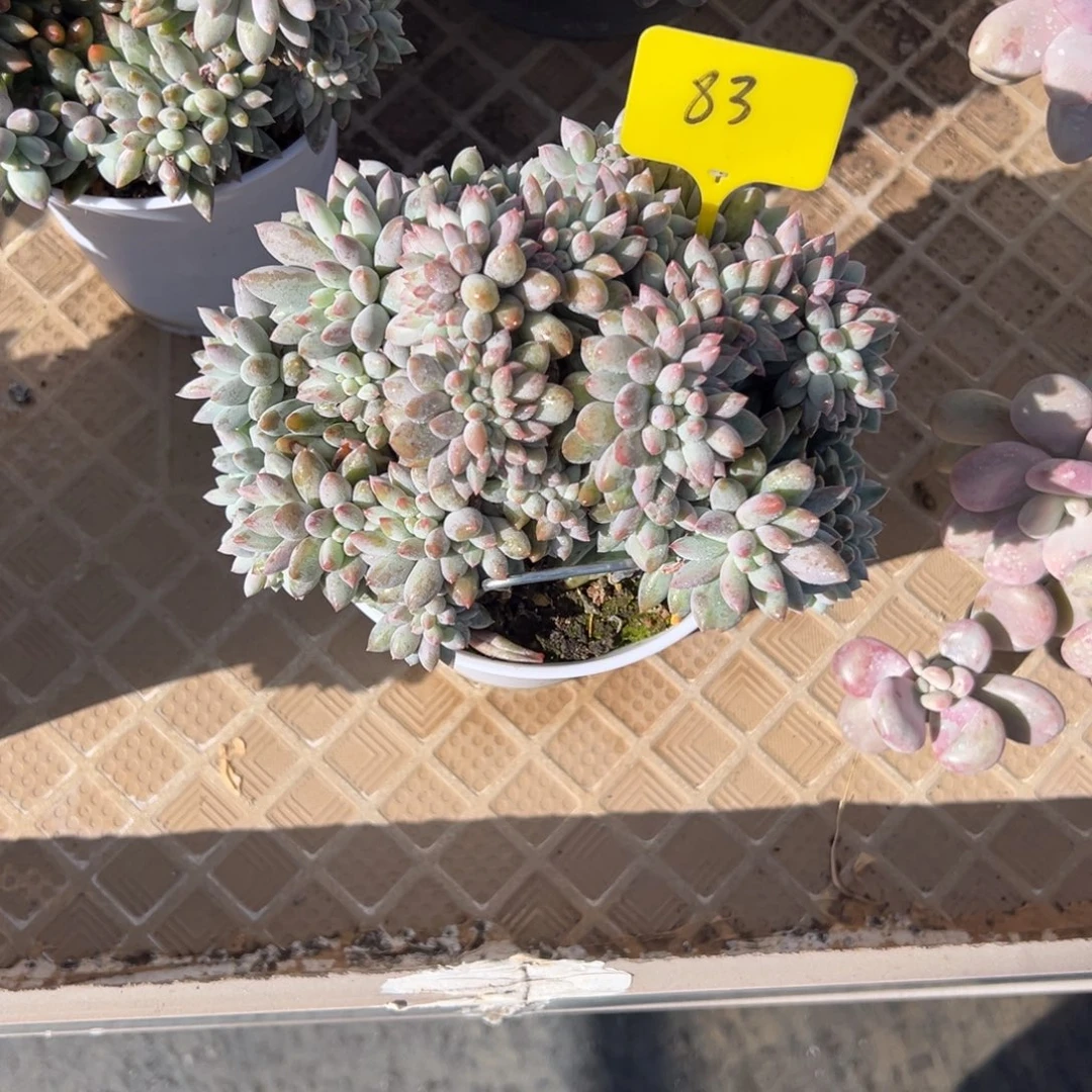 小****83号所罗门缀多肉植物25