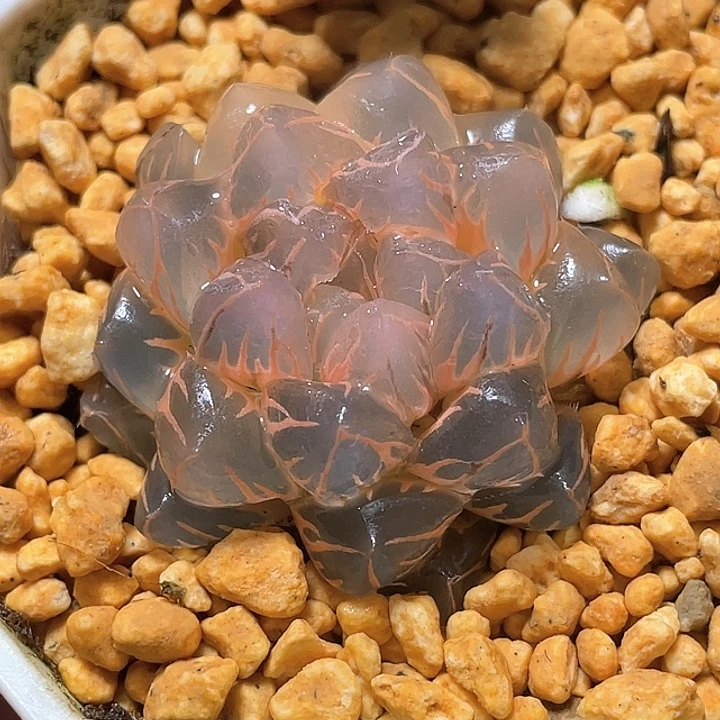 673完美超糊水中月锦