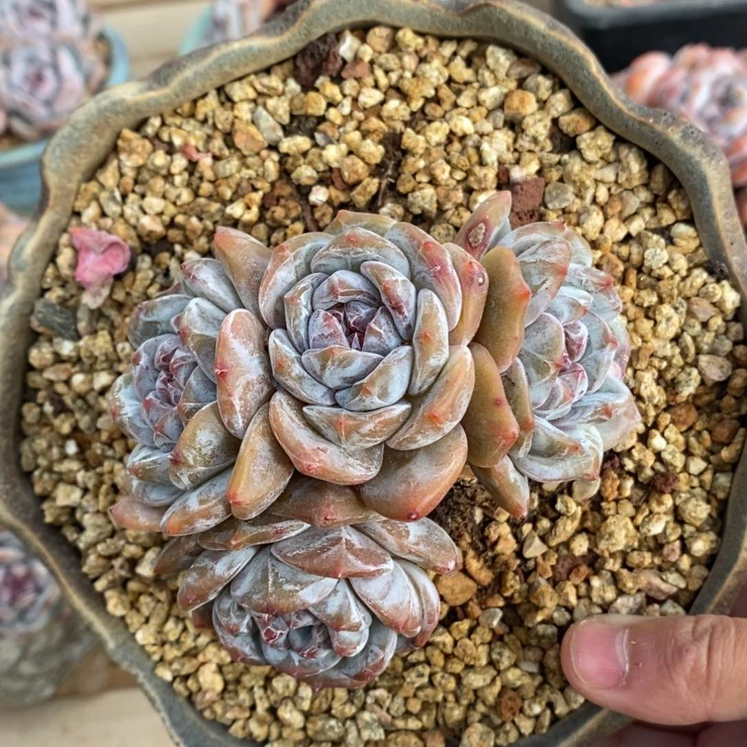 四头绿底紫心脸朝上