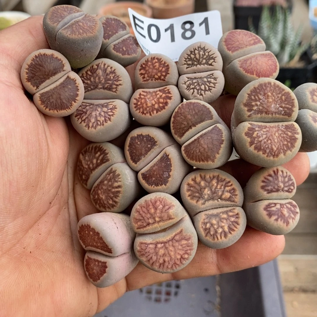 0181直播间一物一拍