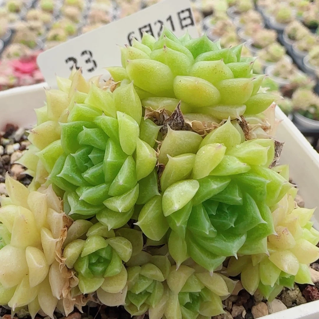 花语逸镜0621-33散麦秆