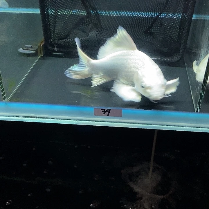 霸***H蝴蝶鲤39号白色蝴蝶鲤