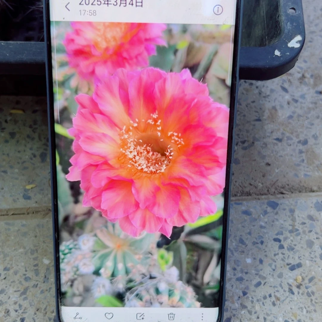 下100彩草爱神歪无根侧芽4公分左右20包邮