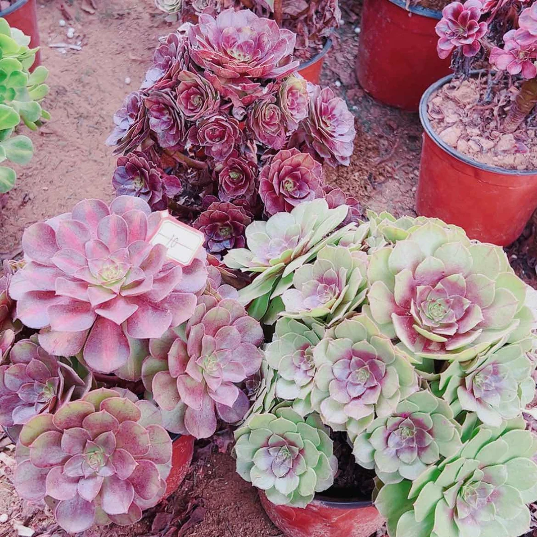 【闪购商品】无花朵暧****10号套餐3颗多肉植物无售后