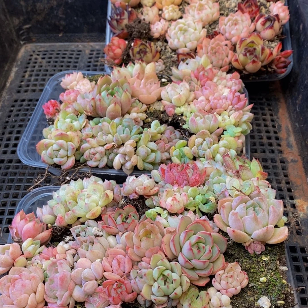 。692多肉植物保护研究所所长的时候