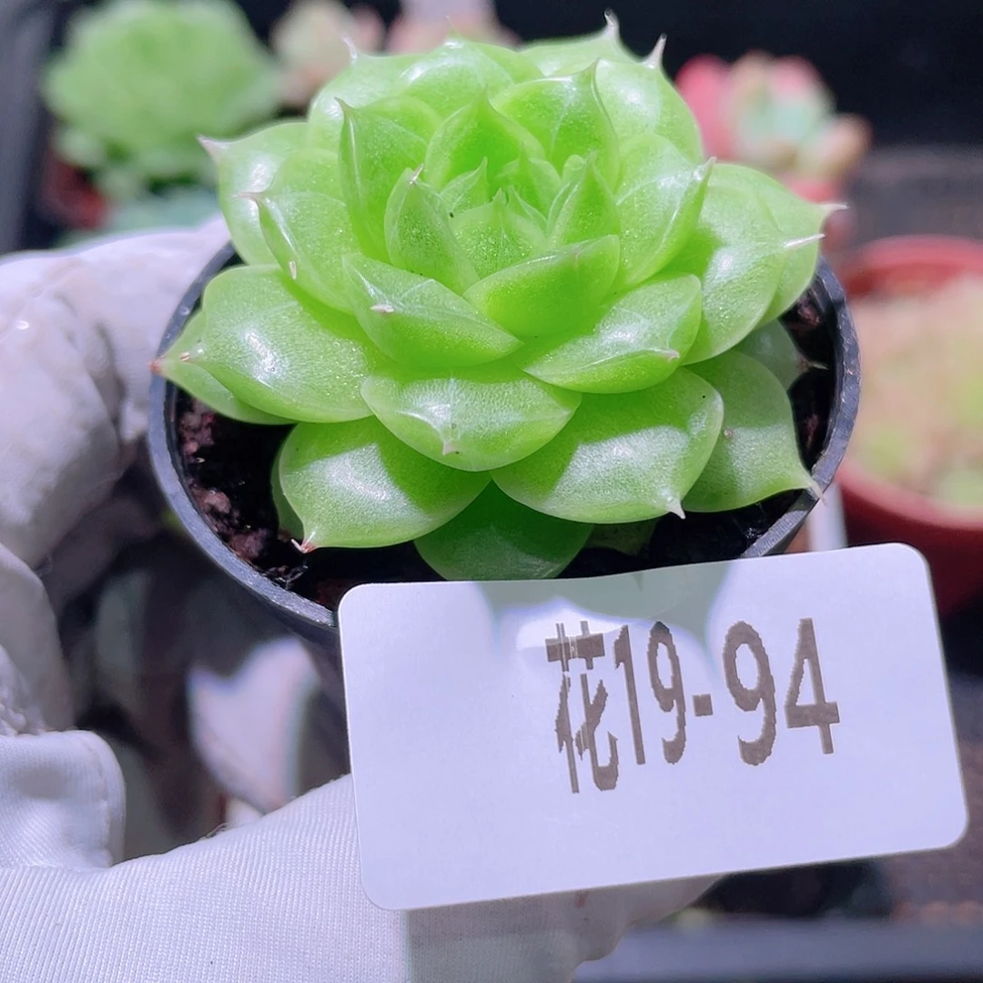 花利美19-94海王