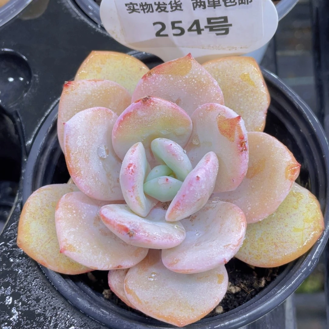 254号 宽叶福利奶茶单头一个捡漏一个