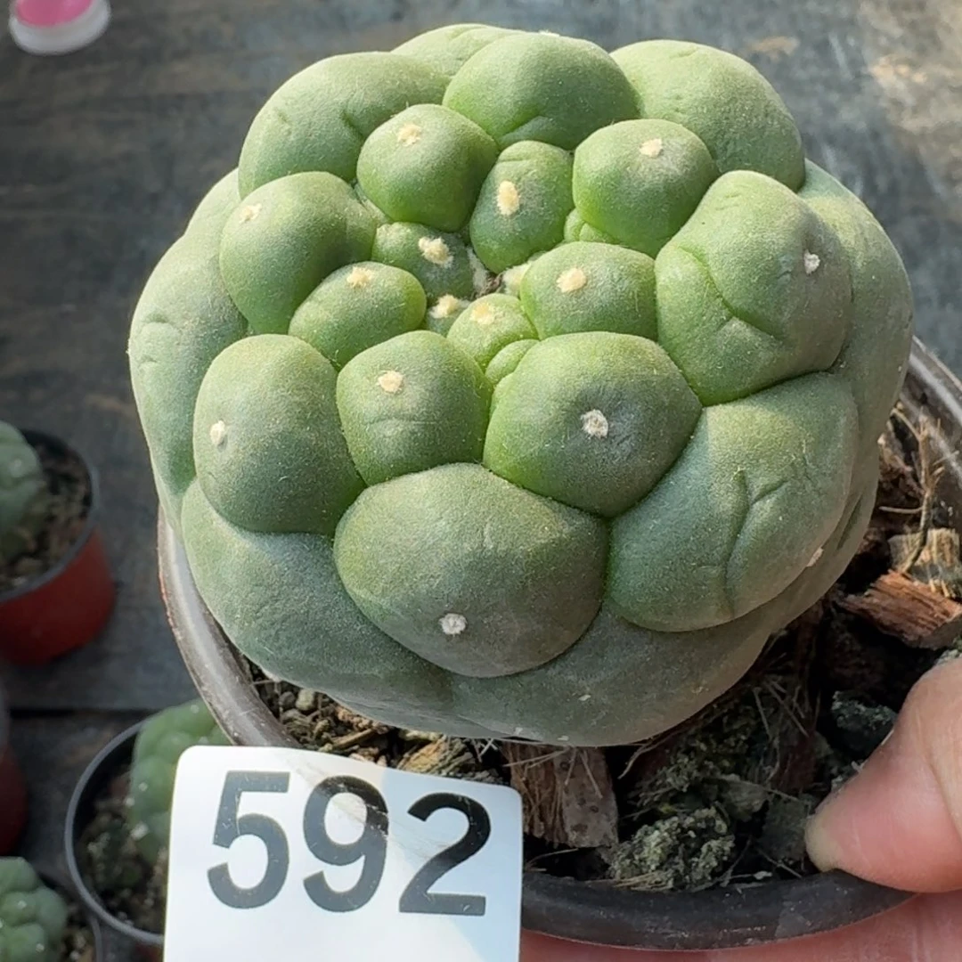【闪购商品】圣**云大尤鲜592仙人球