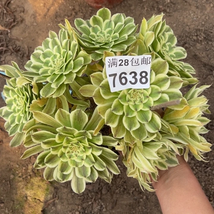 7638碧浪多肉植物