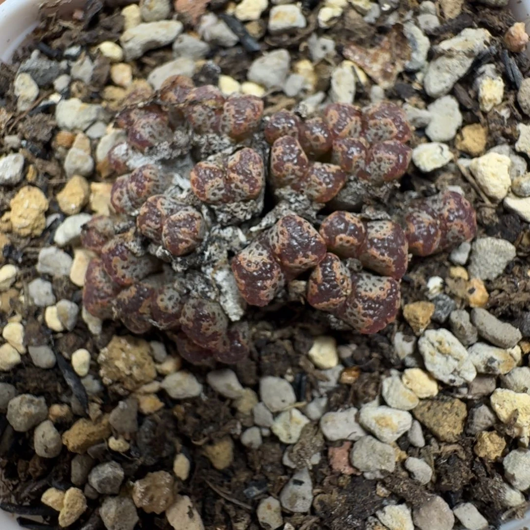 C063。 勋章一群。带盆