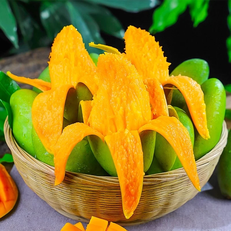 【催熟放软食用】正宗青芒当季新鲜热带孕妇水果云南青皮