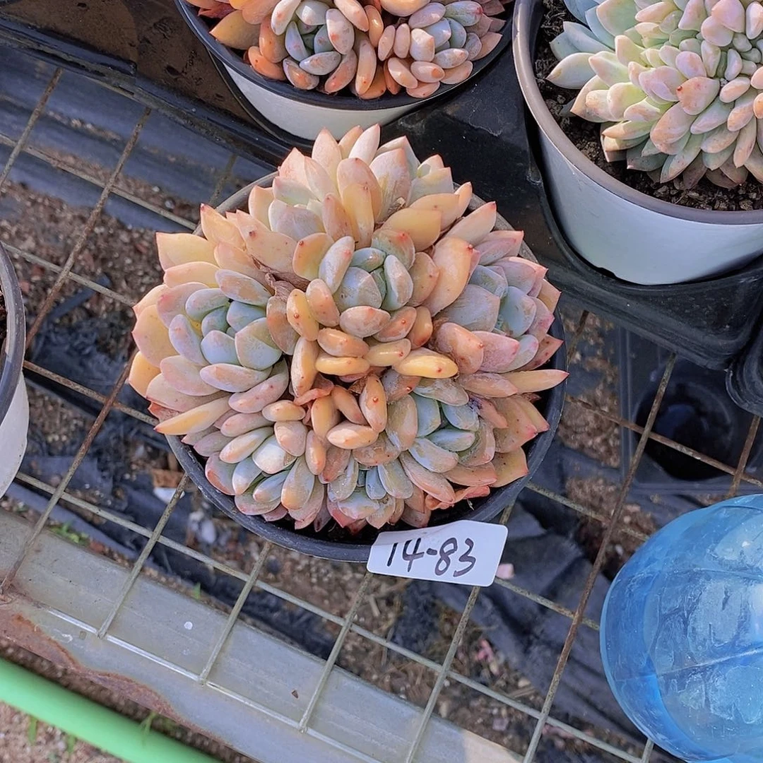 用****1  14-83- 专拍 墩墩橙多头群一颗