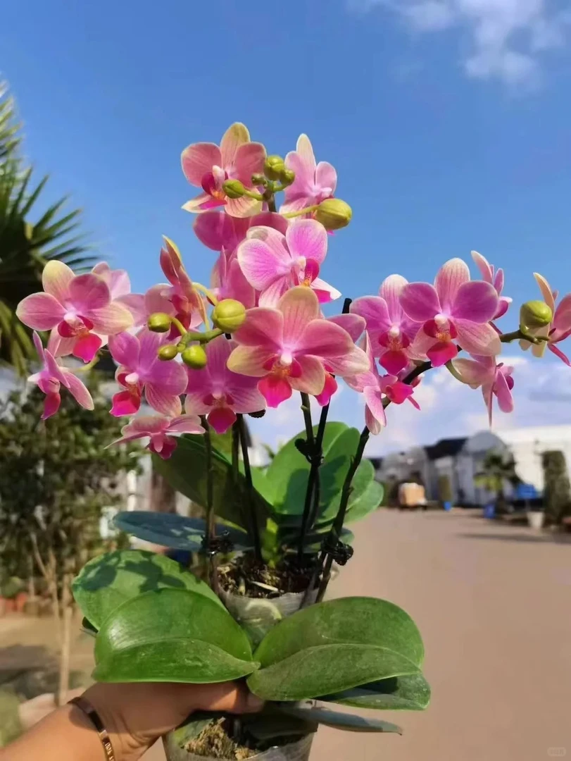 至臻【夏日】蝴蝶兰花卉