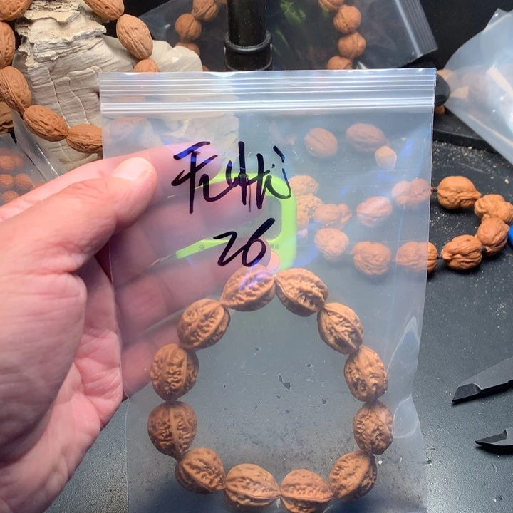 桃核吊坠无****?野生精品小核桃散籽