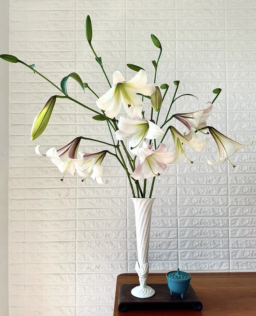 老王基地- 东方月亮稀有百合