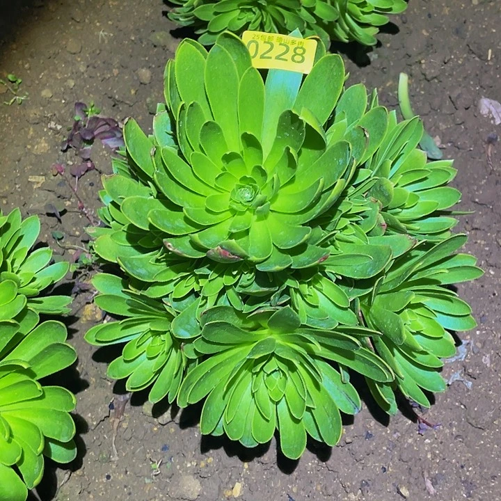 0228木法沙多肉植物