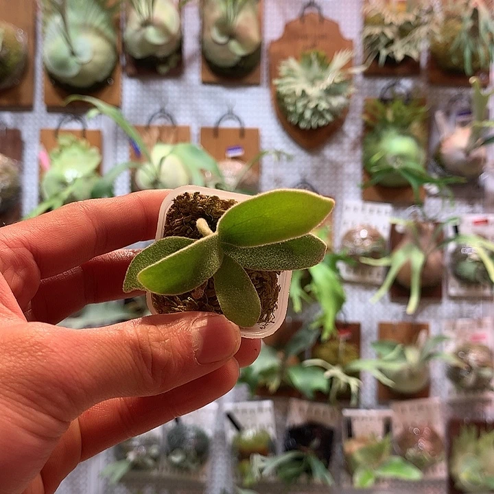 无花朵Wzt hfg侧芽