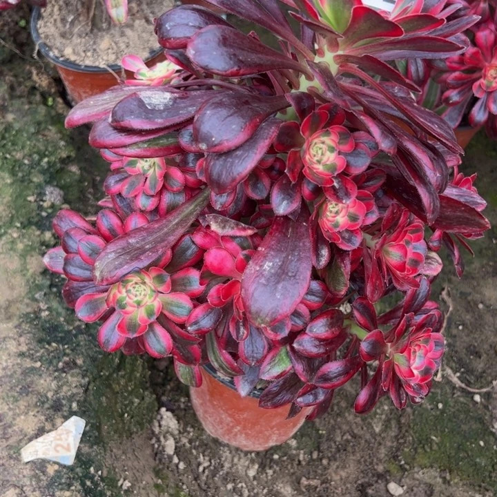 26872丽娜杆歪多肉植物