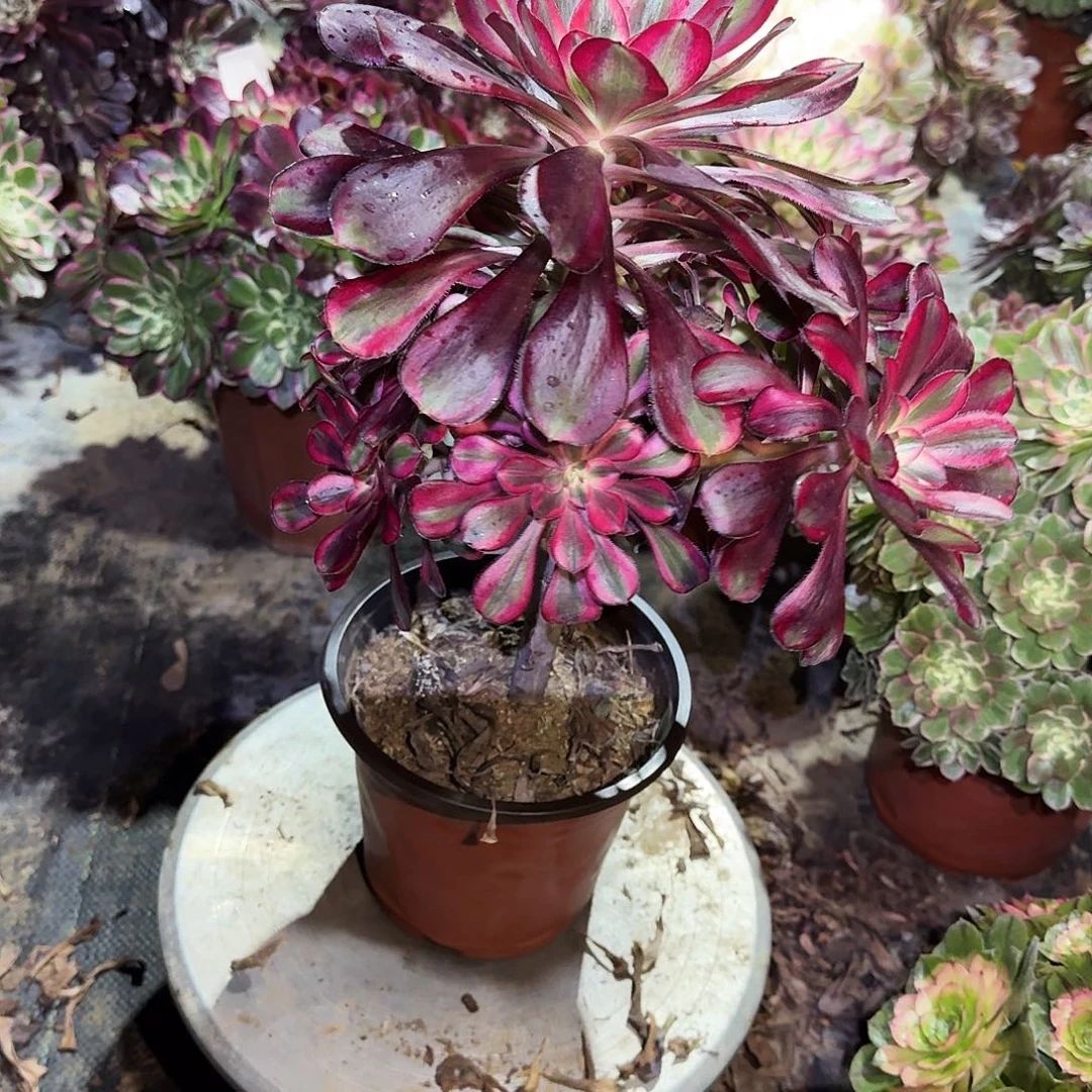 多肉植物丽娜0637