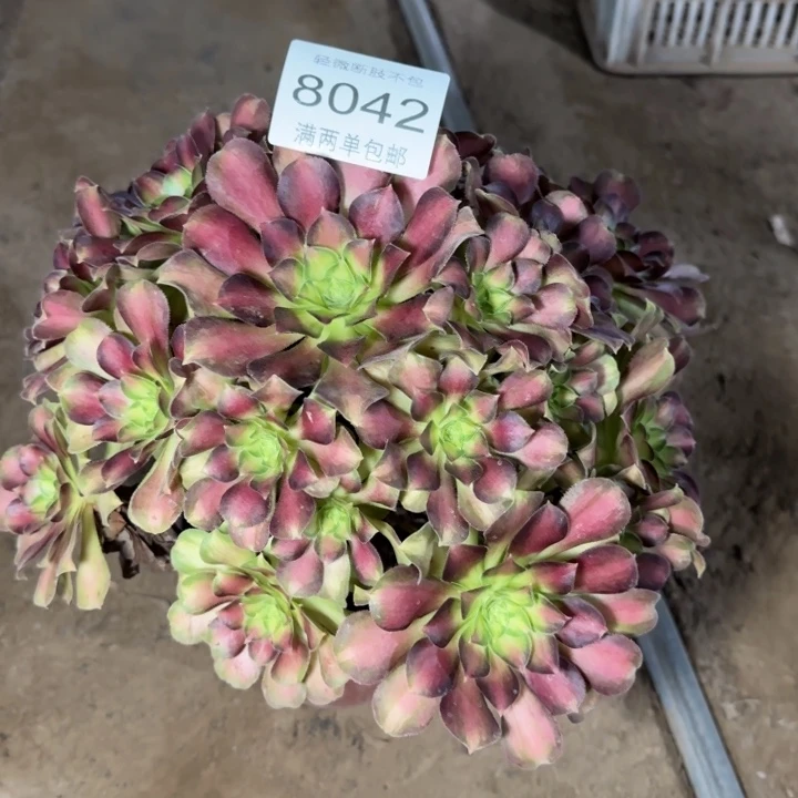 8042韶华多肉植物