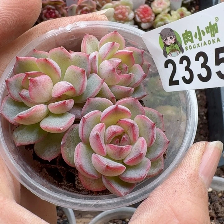 多肉植物多肉植物