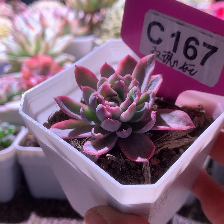 玫瑰女王覆轮锦有根