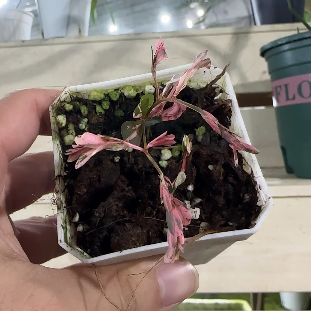 无花朵粉锦叶下珠
