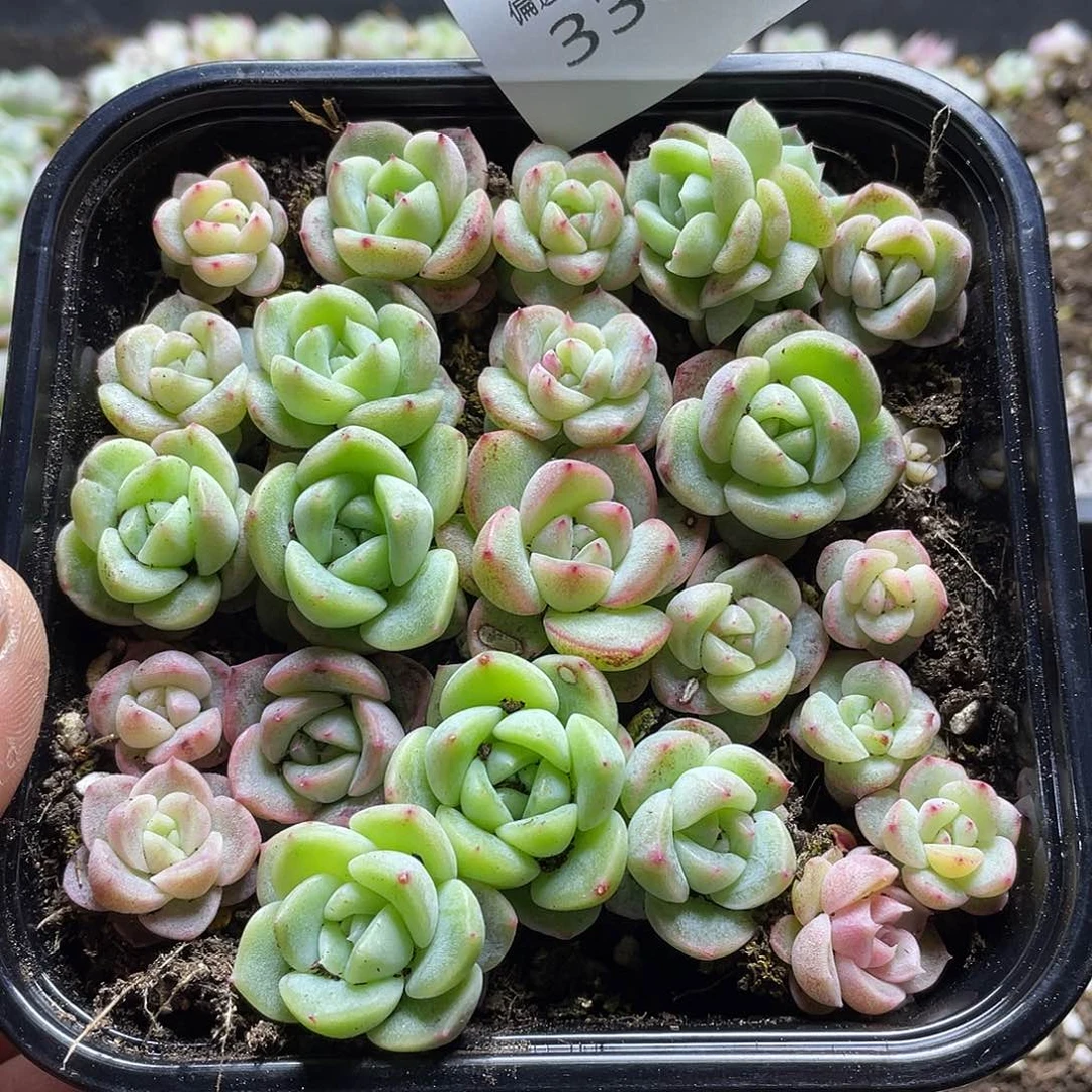 珍妮混一物一拍338