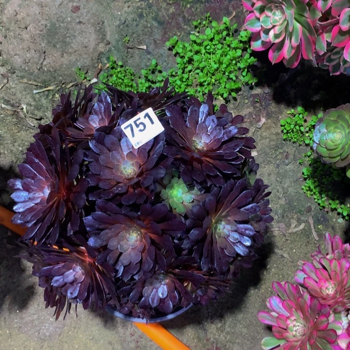 梦***瑶无花朵黑铜75100000000