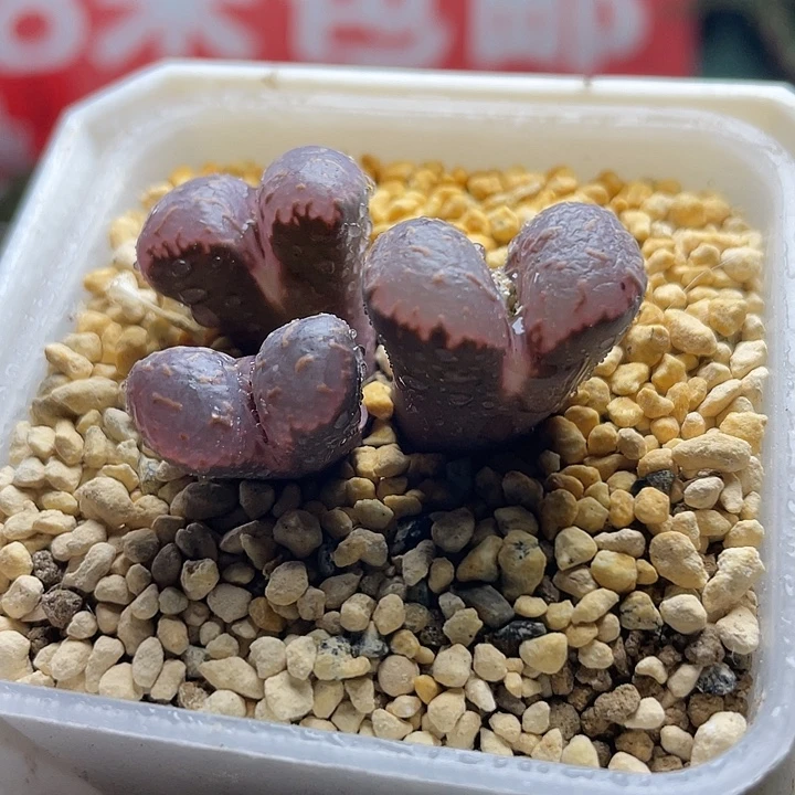 佳人园艺多肉生石花全窗勋章108