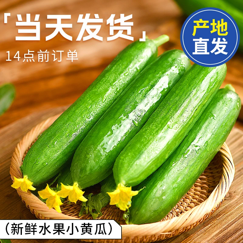 正宗水果黄瓜新鲜生吃小黄瓜青瓜斤时令当季蔬菜旱山东整箱包邮老