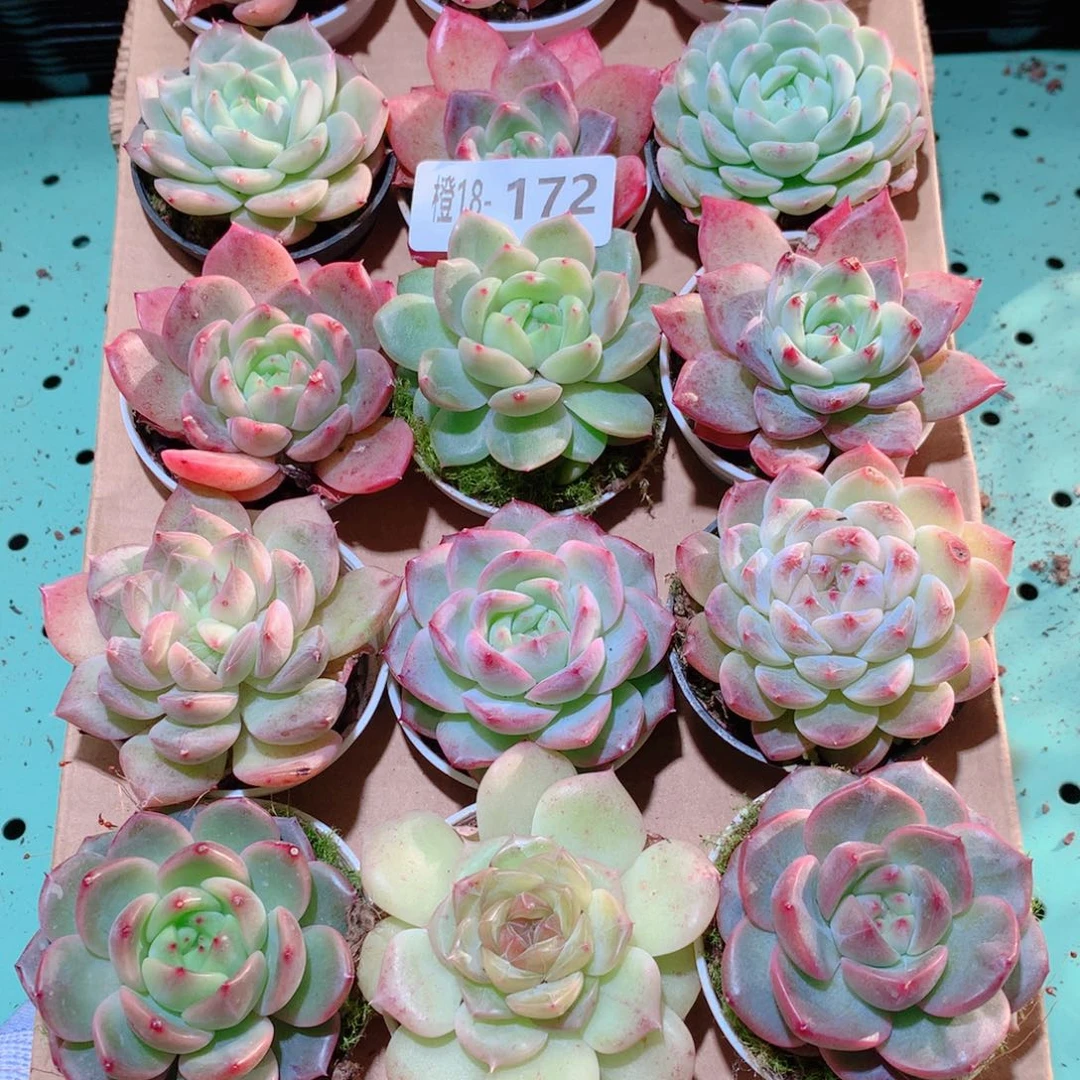 18-172一物一拍多肉带盆18颗