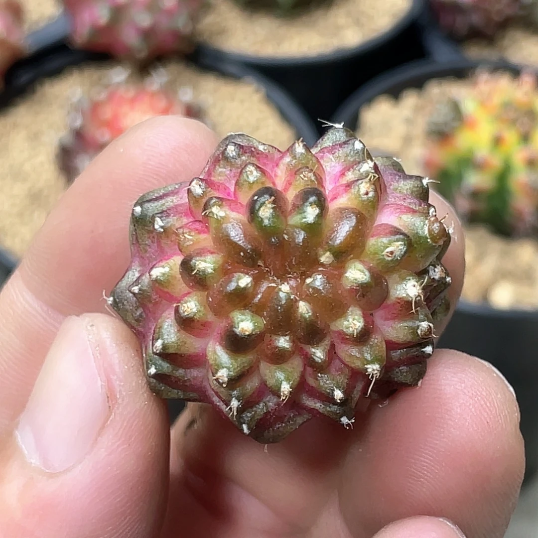 无花朵泰系实生海神轮回缀化