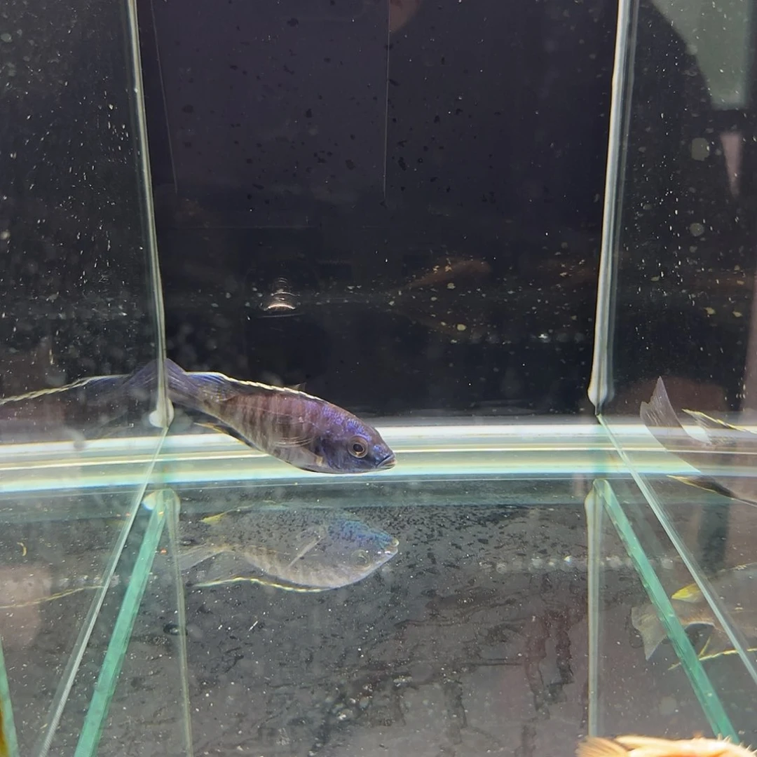 忢***灑慈鲷1270号金属蓝