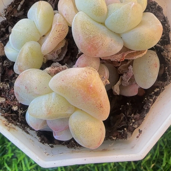 莓***ᐝ荔枝的大黄多肉