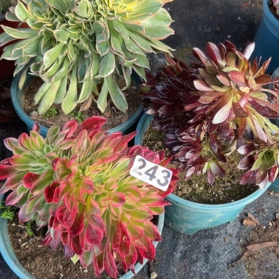 心**成三颗多肉法师植物